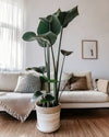 Strelitzia Nicolai XL - Pur Plant