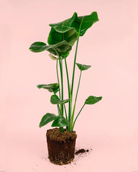 Strelitzia Nicolai XL