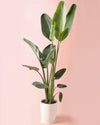 Strelitzia Nicolai XXL - Pur Plant