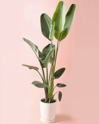 Strelitzia Nicolai XXL