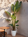 Strelitzia Nicolai XXL - Pur Plant