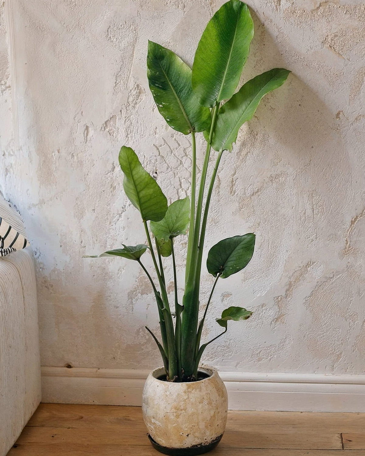 Strelitzia Nicolai XXL - Pur Plant
