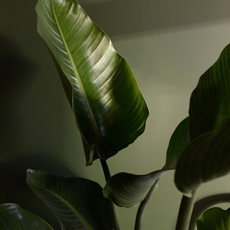 strelitzia-nikolai-hoja-detalles