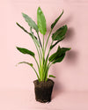Strelitzia Reginae – Ave del Paraíso L - Pur Plant