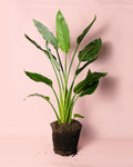 Strelitzia Reginae – Estrelítzia L