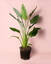 Strelitzia Reginae – Estrelítzia L