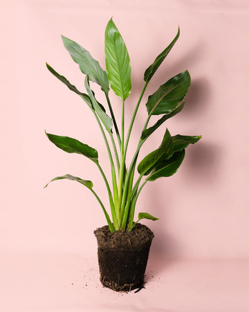 Strelitzia Reginae – Estrelítzia L
