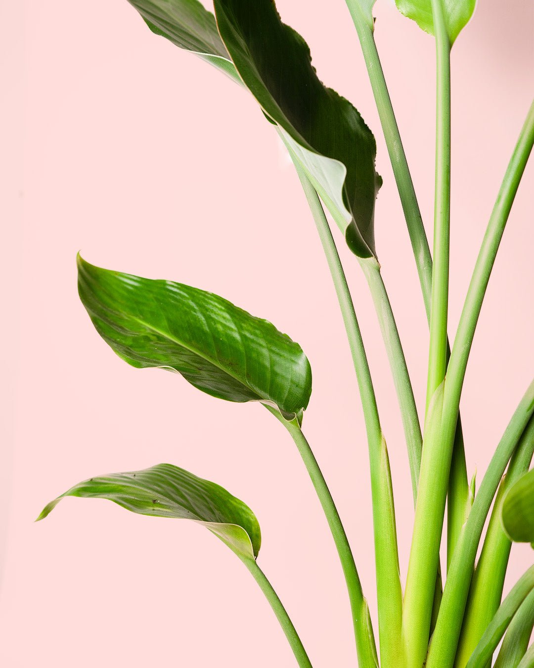 Strelitzia Reginae – Ave del Paraíso L - Pur Plant