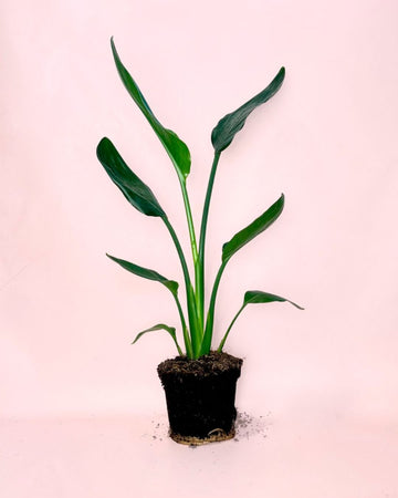 Strelitzia Reginae – Ave do Paraíso M