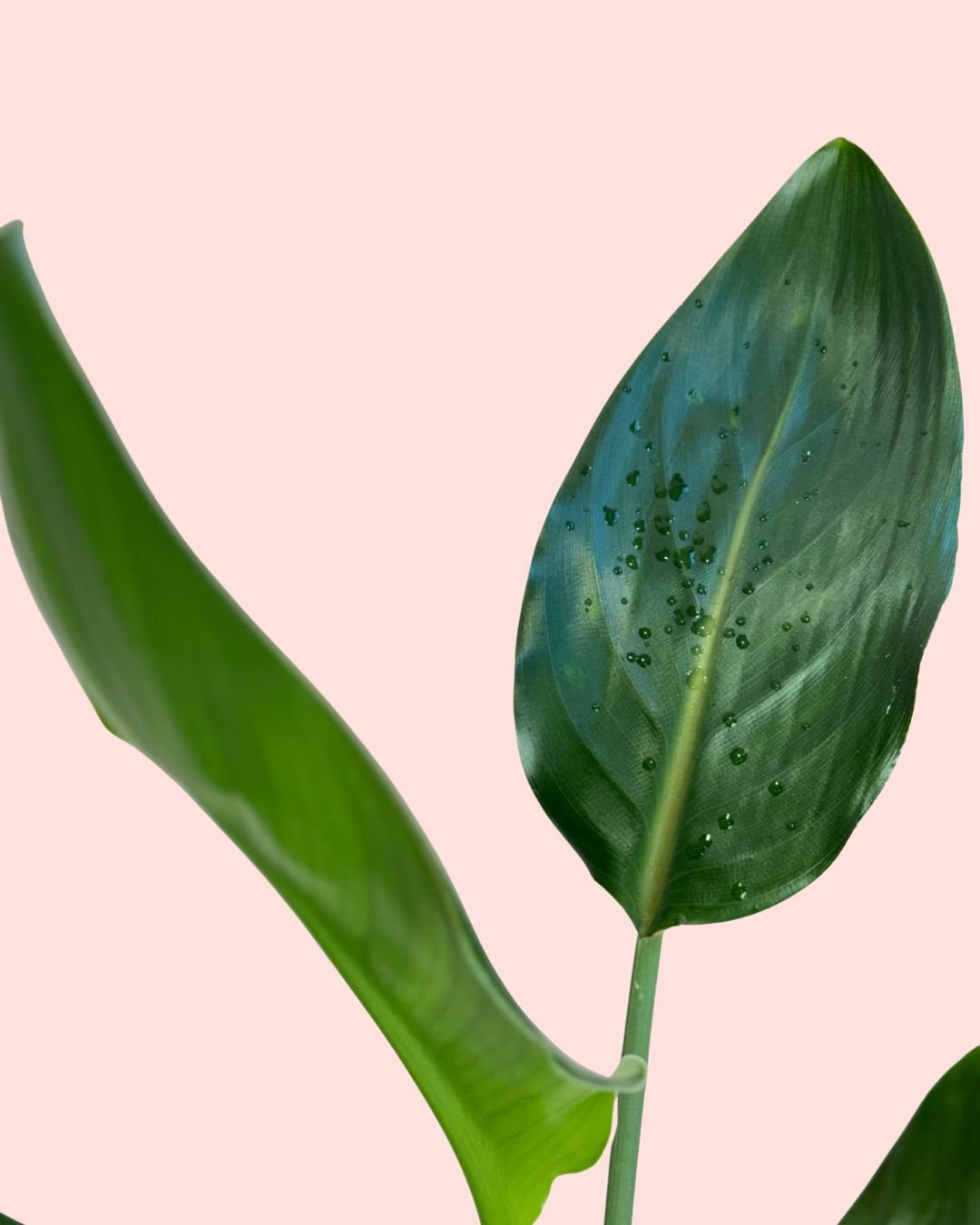 Strelitzia Reginae – Ave del Paraíso M - Pur Plant