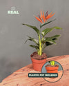 Strelitzia Reginae – Ave del Paraíso M - Pur Plant