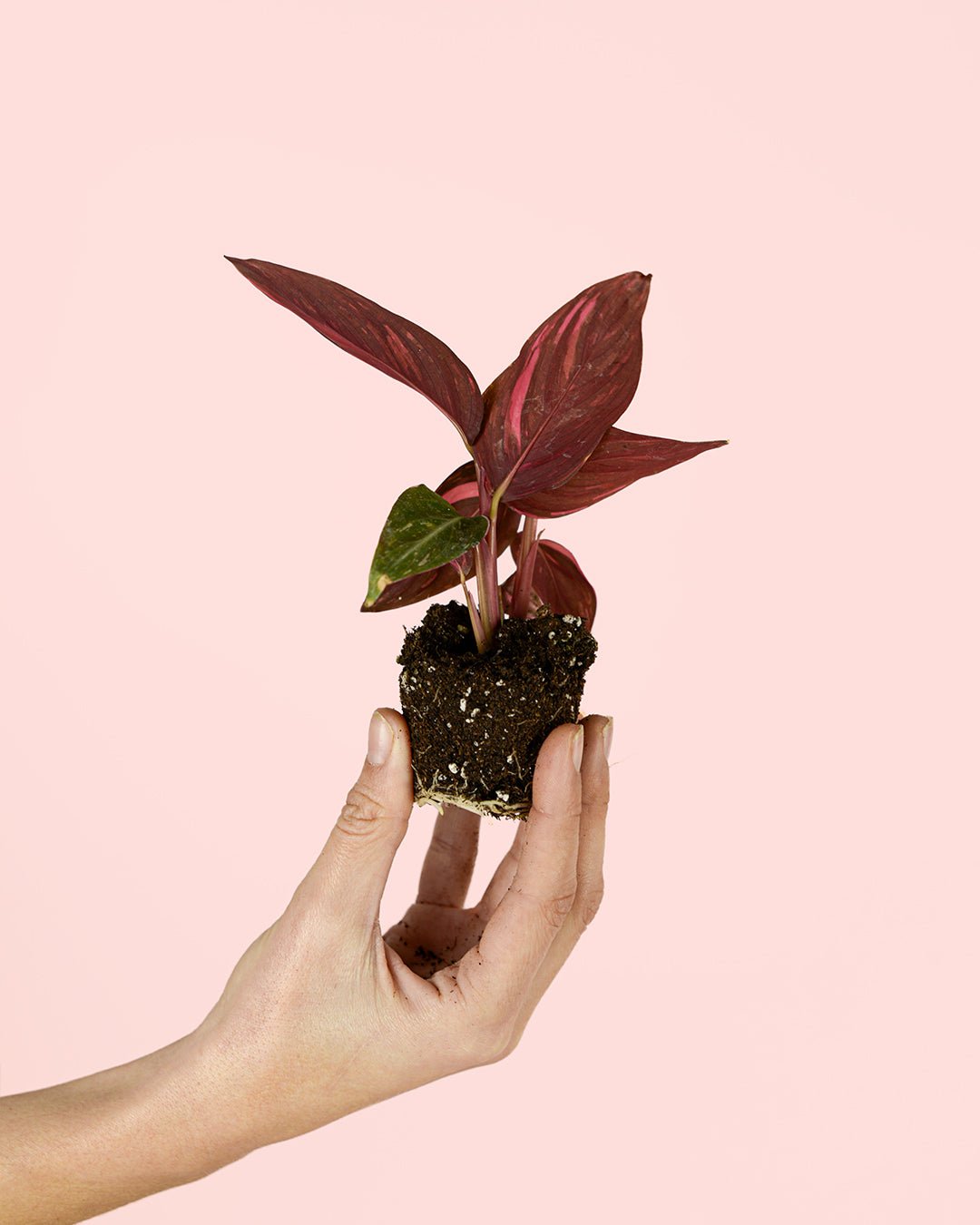 Stromanthe Magic Star Mini - Pur Plant