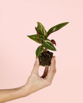 Stromanthe Magic Star Mini