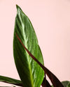 Stromanthe Sanguinea M - Pur Plant