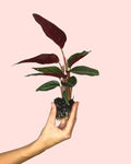 Stromanthe Sanguinea Mini