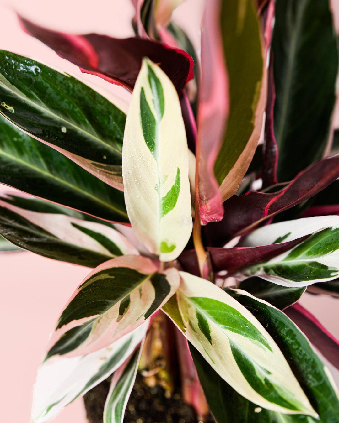 Stromanthe Triostar M - Pur Plant