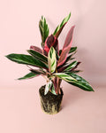 Stromanthe Triostar M