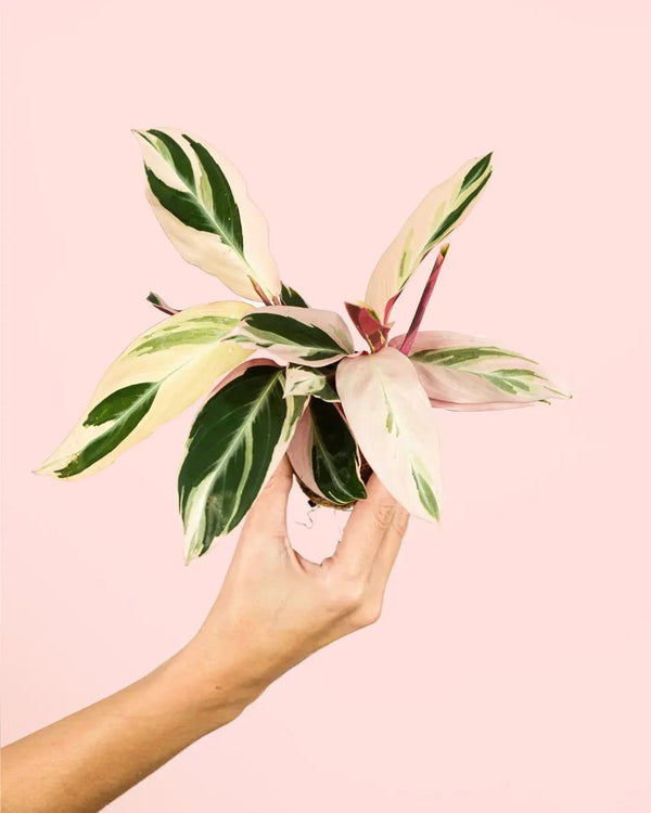 Como Cuidar da Calathea Triostar