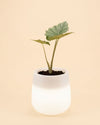 Sun - Macetero blanco con luz XL ø 33,5 - Pur Plant