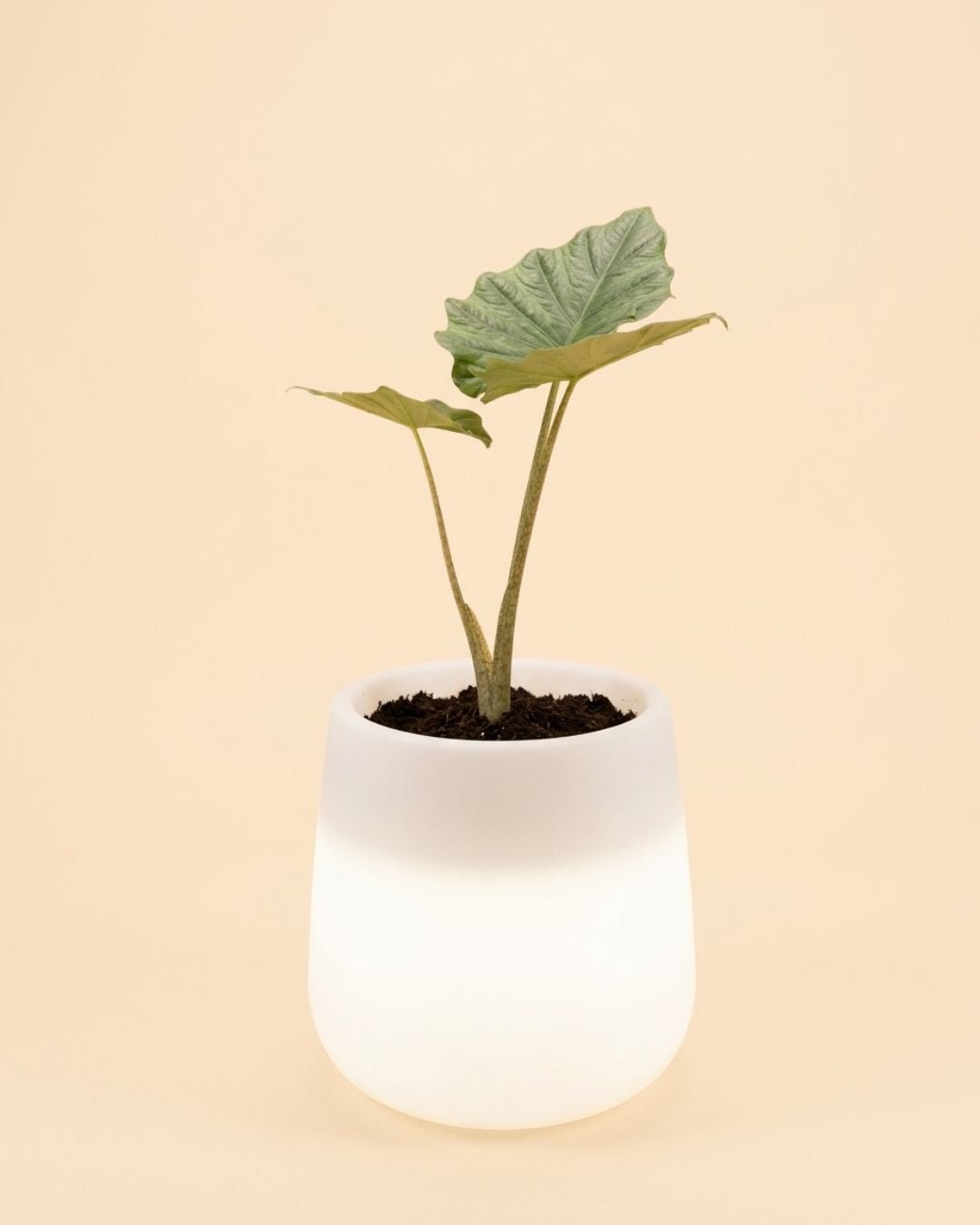 Sun - Macetero blanco con luz XL ø 33,5 - Pur Plant