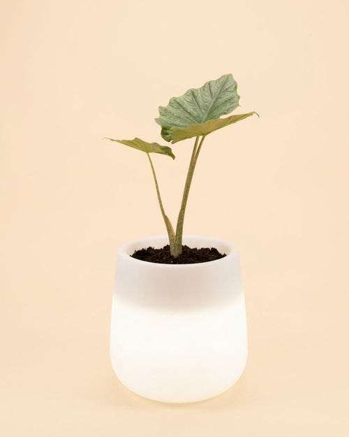 Sun - Macetero blanco con luz XL ø 33,5 - Pur Plant