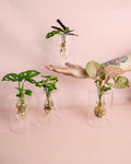 Sydney – Plantas de Hidroponia