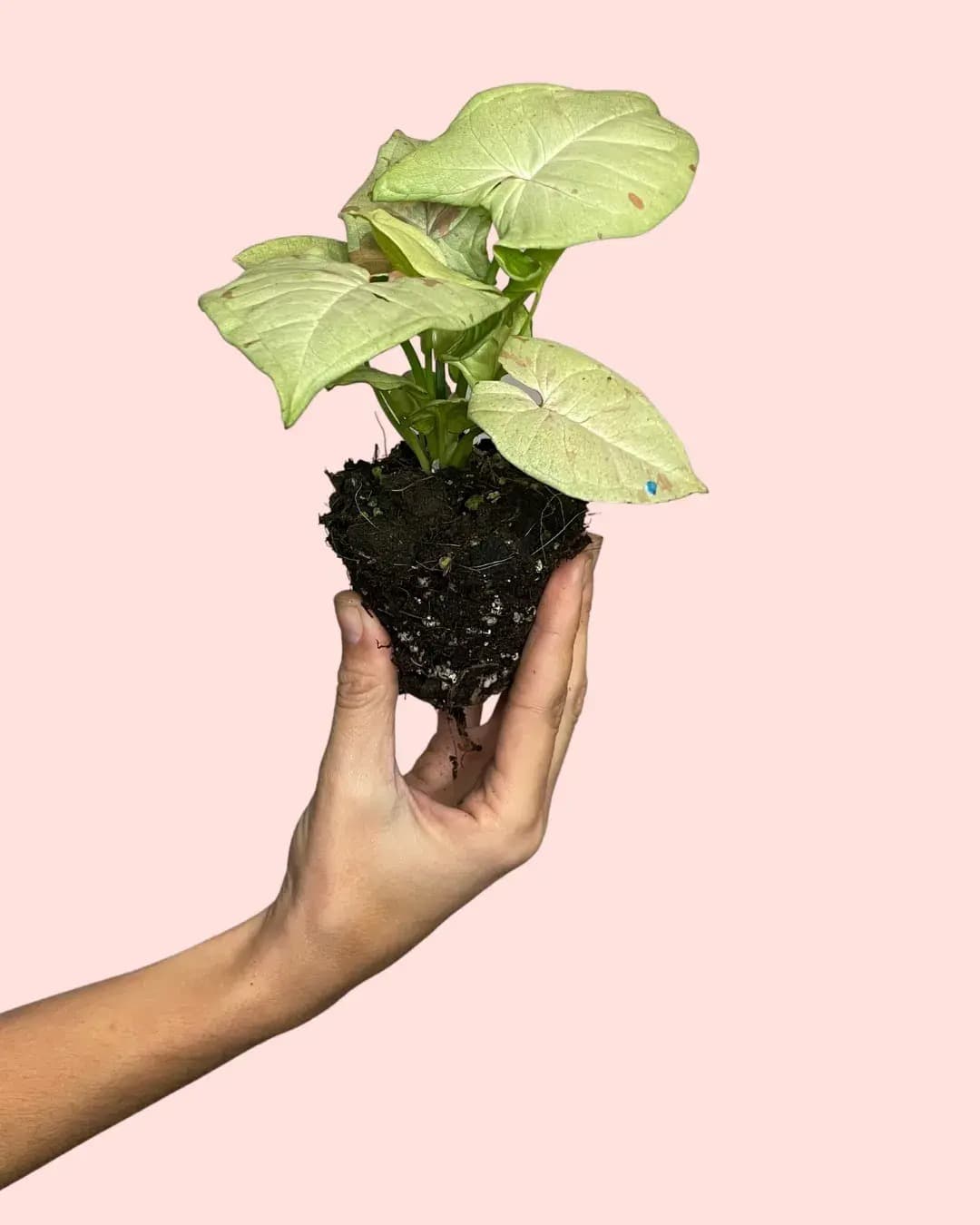 Syngonium Confettii Mini - Pur Plant