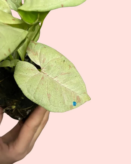 Syngonium Confettii Mini - Pur Plant