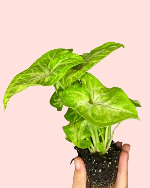 Syngonium Golden Mini - Pur Plant