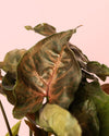Syngonium Maria Mini - Pur Plant