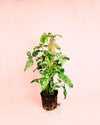 Syngonium Mojito L - Pur Plant