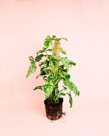 Singónio Mojito Com Tutor L