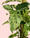 Syngonium Mojito L - Pur Plant