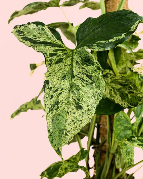 Syngonium Mojito L - Pur Plant