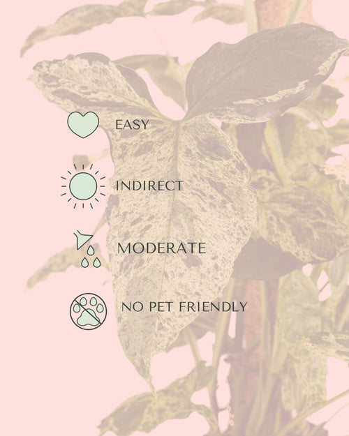 syngonium-mojito-l-care