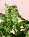 Syngonium Mojito M - Pur Plant