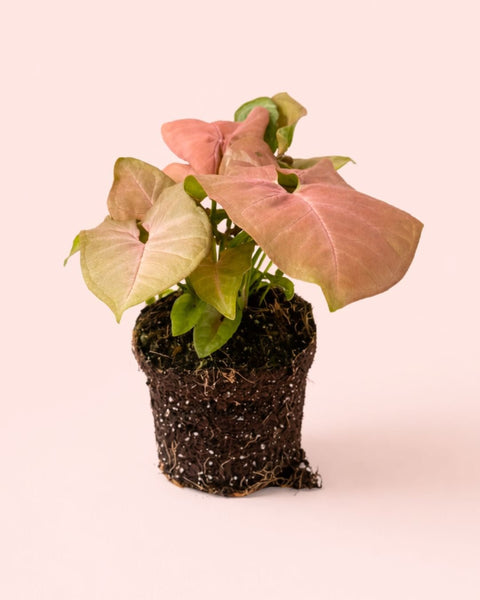 Syngonium Neon Pink M