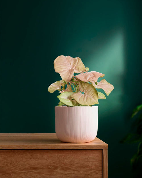 Syngonium Neon Pink Mini - Pur Plant
