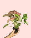 Syngonium Neon Pink Mini - Pur Plant