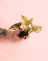 Syngonium Pink Splash Mini - Pur Plant