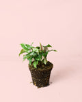 Syngonium Tricolor M