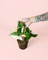 Syngonium Variegado M - Pur Plant