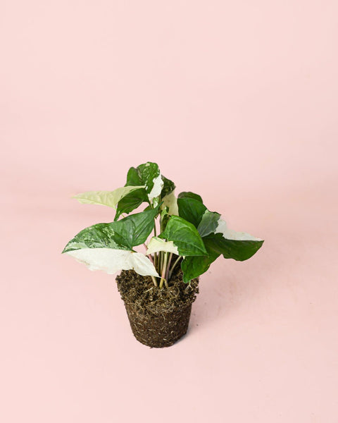 Singónio Variegado M