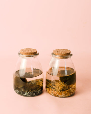 Terrário Aura – Vaso Mini Bola de Marimo
