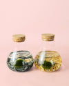 Terrario Balance – Marimo Ball Mix Mini - Pur Plant