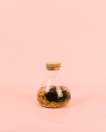Terrário Balance – Mistura de Bolas de Marimo Mini