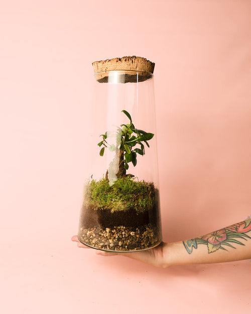 Terrario Botanic – Ficus Microcarpa L - Pur Plant