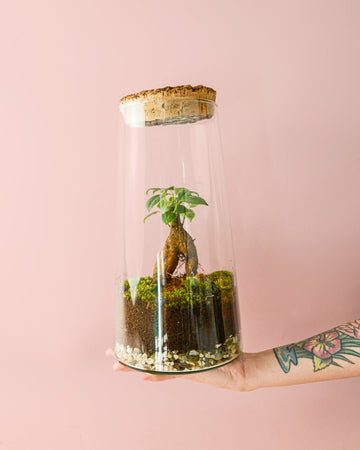 Terrário Botânico – Ficus Microcarpa L