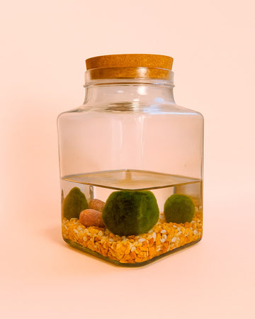 Terrário Calm – Bola Marimo L