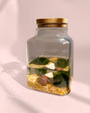 Terrario Calm – Marimo Ball L - Pur Plant